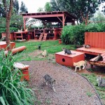 Hawaiian Island Homes Hundreds of Cats